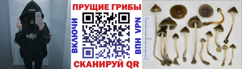 Псилоцибиновые грибы Cubensis Шимановск